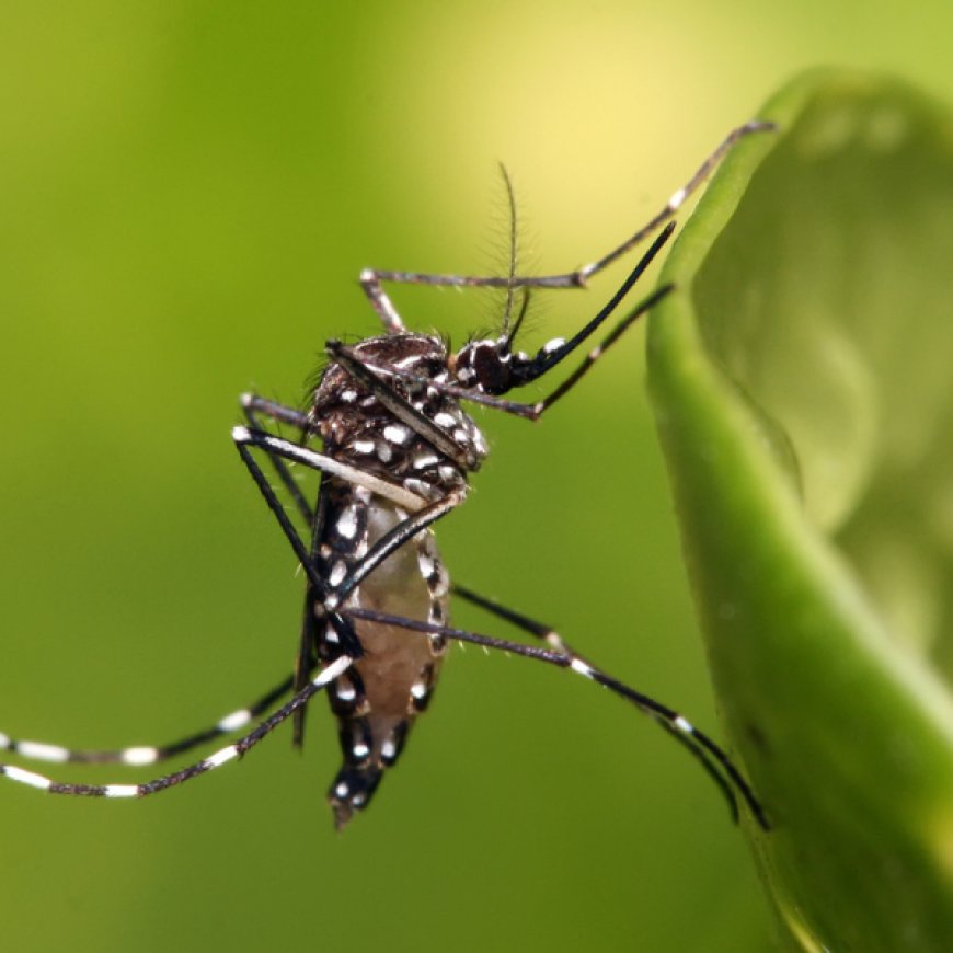 Dengue Fever Vaccine: What You Need To Know