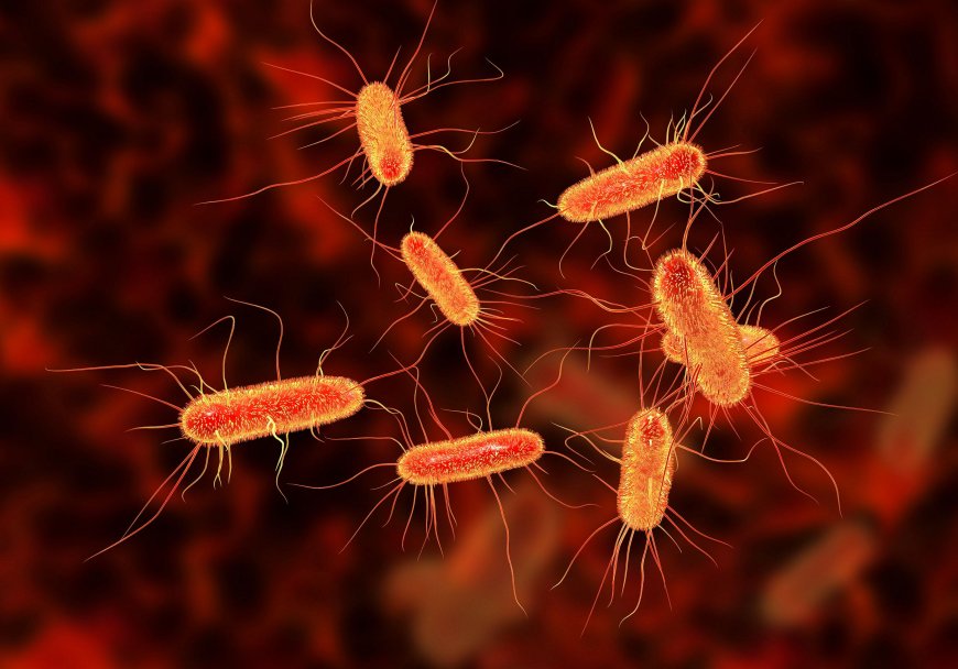 All You Need to Know About E.coli Infection