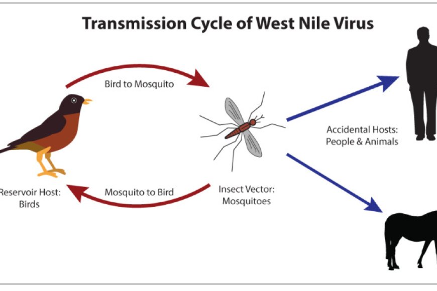 West Nile Virus Risks And Complications You Need To Know Sallad Health