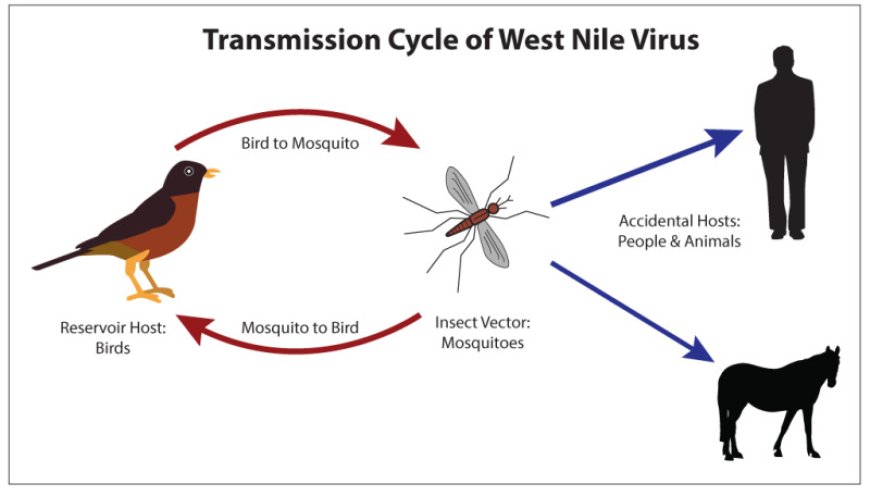 "West Nile Virus Risks And Complications You Need To Know"