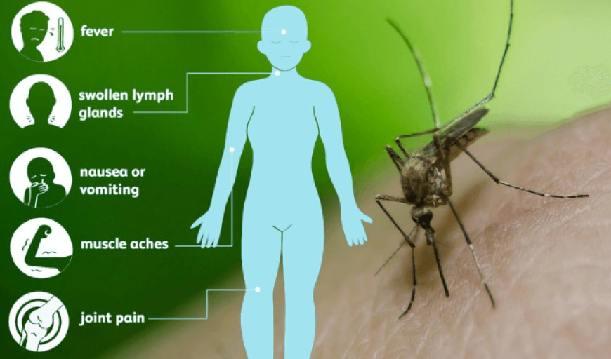 "West Nile Virus Risks And Complications You Need To Know"