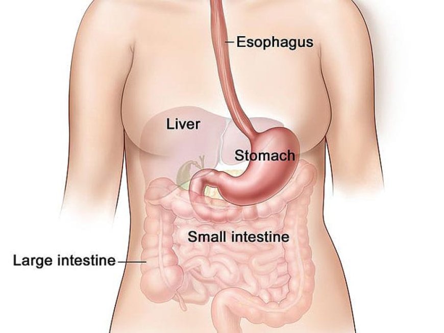 'Understanding Stomach Cancer: Causes, Symptoms, and Treatment Options'